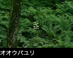 森林に咲くオウバユリの花
