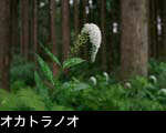 オカトラノオ 6月7月に咲く白い花 山野草 無料写真素材　