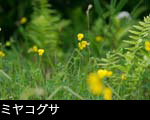 ミヤコグサ 夏の草原で咲く黄色い花 フリー写真素材