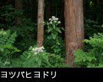 秋の山野草「ヨツバヒヨドリ 」画像 無料写真素材