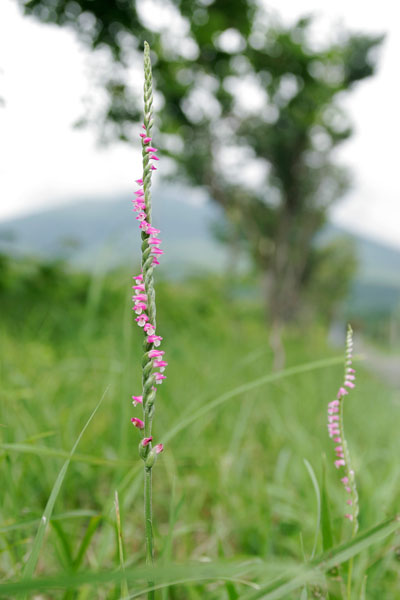 ネジジバナ・もじずり 夏 ピンク螺旋状 草花 フリー写真素材 画像1
