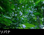 ソバナ 花期7月8月9月森林山地に咲く青い花 無料写真素材