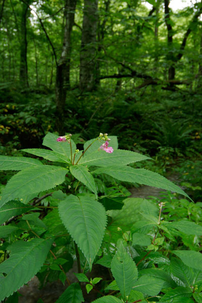 ツリフネソウ　 森林で咲くピンクの 草花　無料写真素材　画像2
