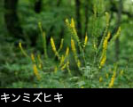 無料写真素材 秋の森林山野に咲く黄色い草花 キンミズヒキ