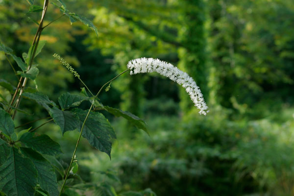 サラシナショウマ　秋の 山野草　無料写真素材　画像1