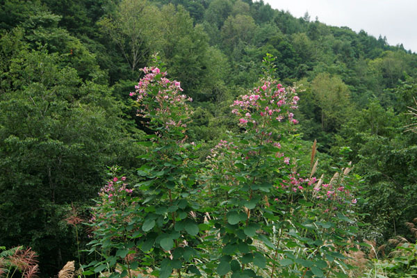 ヤマハギ 花 山野 低木 マメ科 7月8月9月 紅紫色の花 無料写真素材 画像1