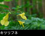 キツリフネ 7月8月9月 森林に咲く黄色い花 山野草 無料写真素材