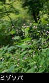 ミゾソバ 山野草 植物 画像