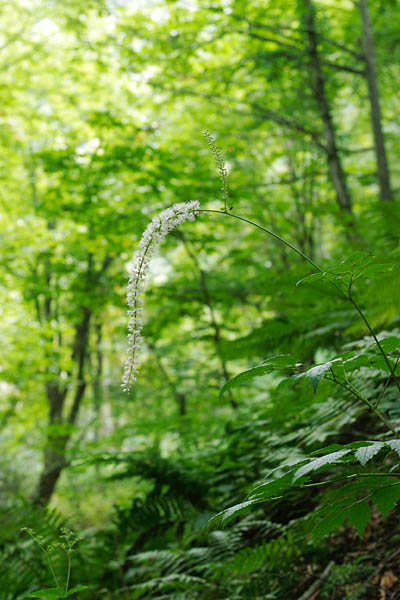 サラシナショウマ　秋の 山野草　縦の写真　フリー写真素材　画像2