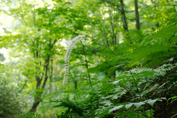 サラシナショウマ　8月9月10月に咲く 山野草 フリー写真素材　画像3