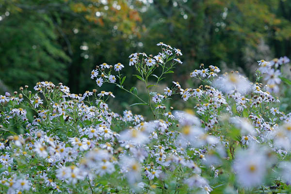 ノコンギク 花 山野 秋の野菊 薄紫の小さな菊の花 無料写真素材 画像2