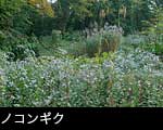 無料写真素材　ストックフォト秋のノギク「ノコンギク」花