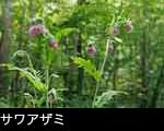 山野森林に咲くサワアザミの花 画像 写真 フリー素材