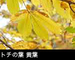 トチの木 葉の黄葉 紅葉 無料写真素材
