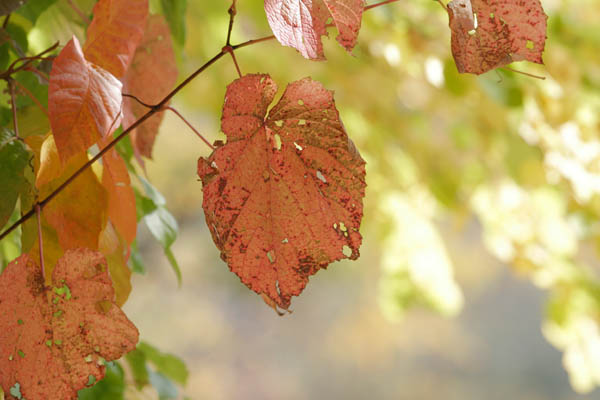 ヤマブドウの紅葉 葉のアップ画像1 秋 フリー写真素材
