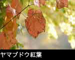 ヤマブドウ紅葉 画像 無料写真素材