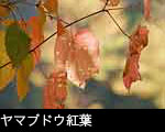 ヤマブドウ紅葉 無料写真素材