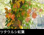 ツタウルシ紅葉とヤマブドウ紅葉 無料写真素材