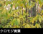 大葉クロモジ黄葉の画像、無料写真素材