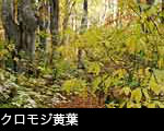 ブナ林の大葉クロモジ黄葉　無料写真素材
