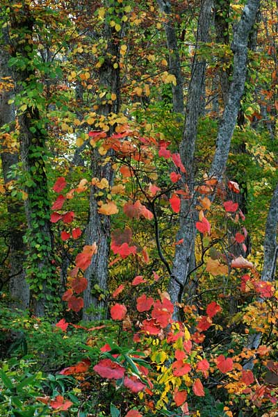 ブナの木に絡まる紅葉したヤマブドウ 画像2 山地 フリー写真素材