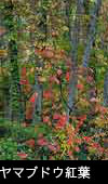 ヤマブドウ紅葉、フリー写真素材