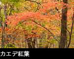 無料写真素材 森林の紅葉黄葉、カエデ紅葉 画像