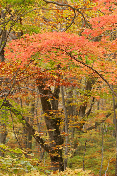 ハウチワカエデの紅葉 画像 秋 森林 フリー写真素材