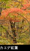 ハウチワカエデ紅葉、日本の森、無料写真素材