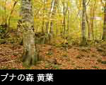 森林の紅葉黄葉 ブナの木黄葉、無料写真素材