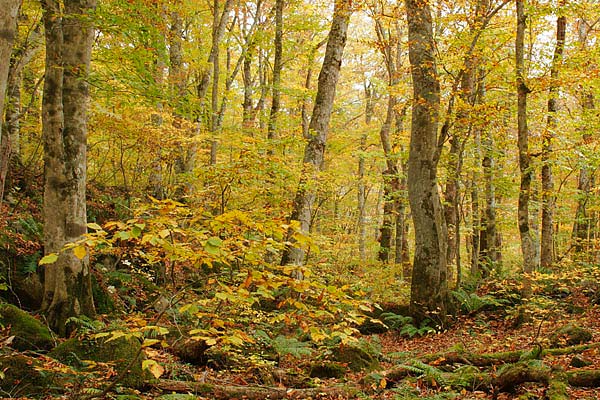 秋 ブナ林の黄葉 画像 2 山地 林内 苔むした倒木 無料写真素材