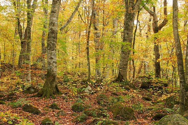 秋 ブナ林の黄葉 画像3 山地 森林の中 苔むした岩 原生林 無料写真素材 