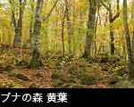 森林の紅葉黄葉、ブナの森黄葉、 画像、無料写真素材