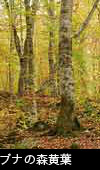 ブナの木 紅葉（黄色）フリー写真素材