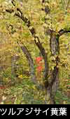 秋、紅葉黄葉の森林ツルアジサイ黄葉の画像、無料写真素材