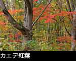 カエデ紅葉と落葉広葉樹林、無料写真素材