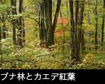 秋、ブナ森林の黄葉とカエデ紅葉 画像　無料写真素材