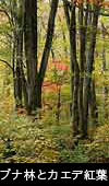 秋の紅葉　ブナ、森の黄葉　カエデ紅葉　フリー写真素材