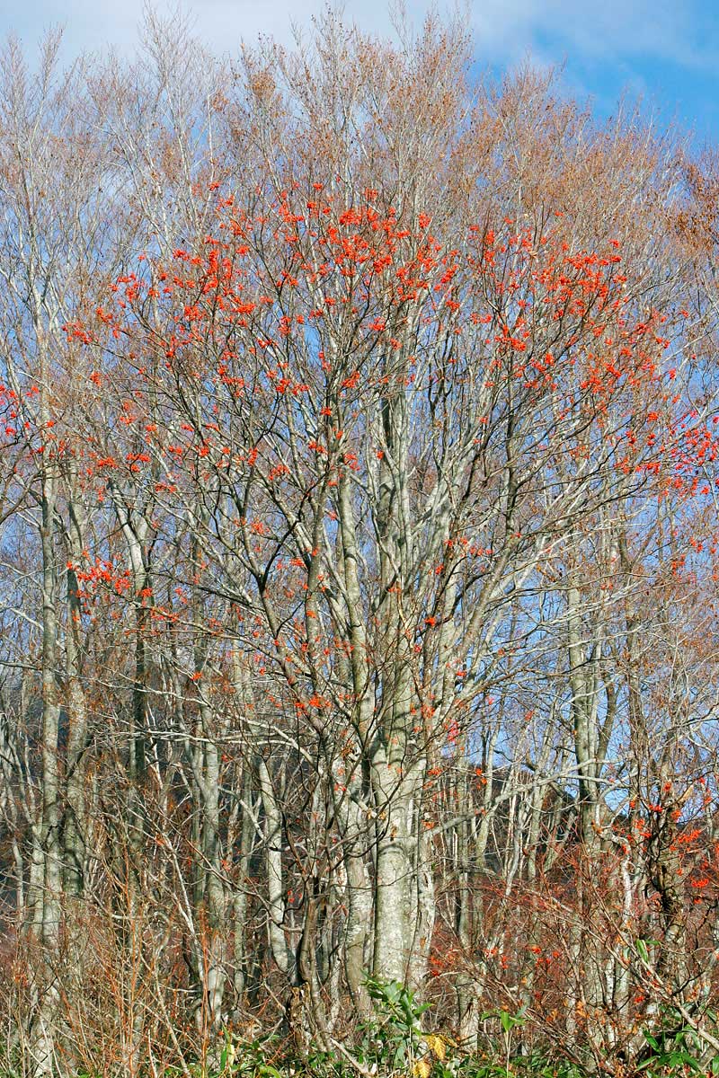 ak2-4697 紅葉 黄葉の森　晩秋 ナナカマドの赤い実