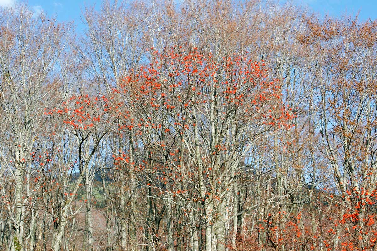 ak2-4699 紅葉 黄葉の森　晩秋 ナナカマドの赤い実