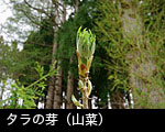 春 山菜 タラノ芽