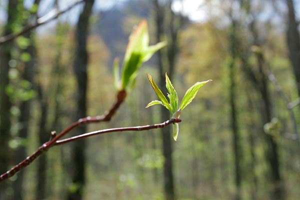 森の芽吹き 木の葉の芽吹き 　画像1　フリー写真素材 無料