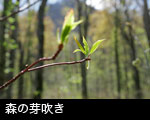 森の芽吹き 木の葉の芽吹き フリー写真素材