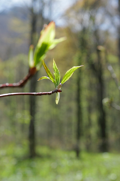 森林の芽吹き 若葉 芽吹き　縦 　画像2　無料写真素材 フリー