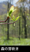 無料写真素材 ストックフォト 芽吹き 若葉の森、森の芽吹き