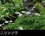 無料写真素材「ニリンソウ」の花 画像　花言葉