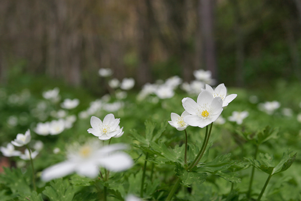 ニリンソウ 春の山野草 4月5月 山地森林 2センチ位の白い花 無料写真素材 フリー 画像11　
