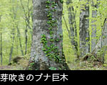 芽吹きのブナ巨木