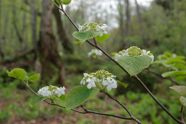 4月 5月 6月の森林に咲く白い木の花 「ムシカリ」画像3　フリー写真素材
