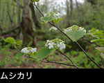 4月 5月 6月の森林に咲く白い木の花 ムシカリ